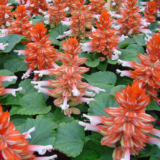 Salvia Reddy Scarlet Bicolor 25 thru 500 Salvia Seeds Bulk Seeds