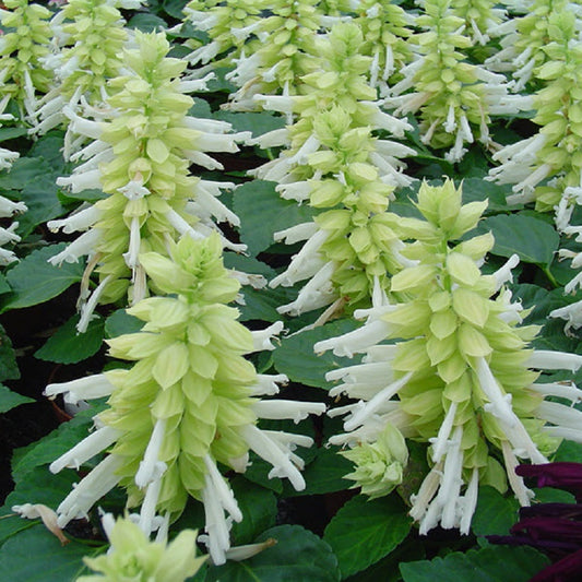 Salvia Reddy White 25 thru 500 Salvia Seeds Bulk Seeds
