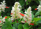 Salvia Reddy White Surprise 25 thru 500 Salvia Seeds Bulk Seeds