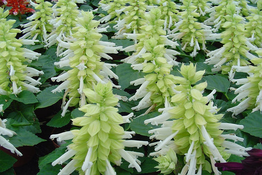 50 Salvia Seeds Sizzler White Flower Seeds
