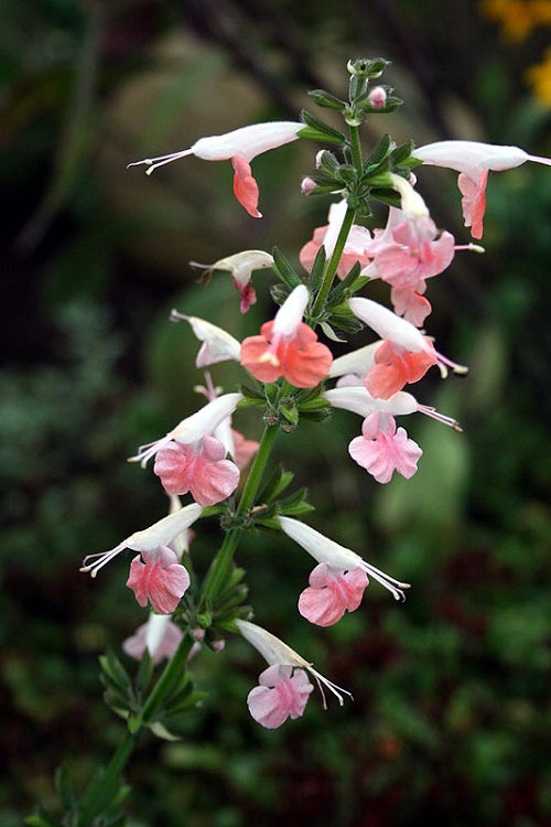 Salvia Seeds Texas Sage Coral Nymph 25 thru 500 Seeds Bulk Seeds