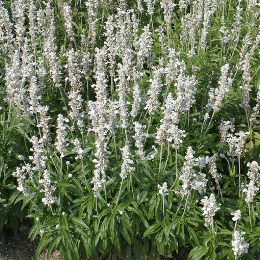 Salvia Seeds | Salvia Victoria White | 100 Flower Seeds ...