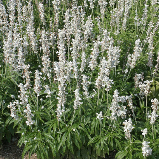 Salvia Seeds Salvia Victoria White 500 Flower Seeds