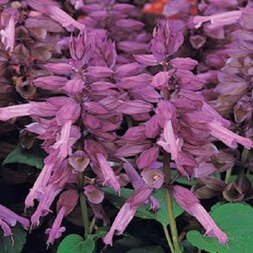 500 Bulk Salvia Seeds Vista Lavender