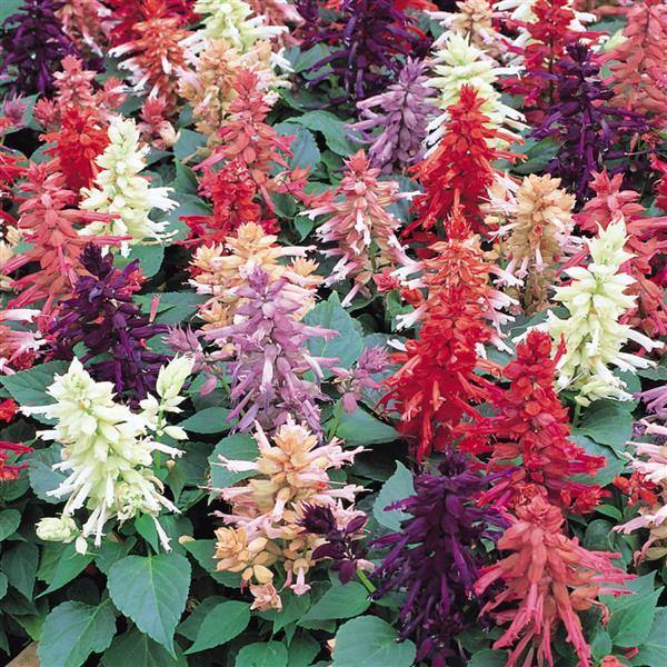 500 Bulk Salvia Seeds Vista Mix