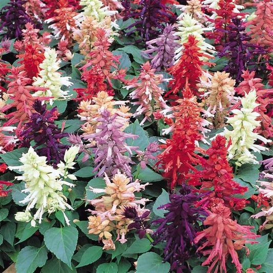 500 Bulk Salvia Seeds Vista Mix