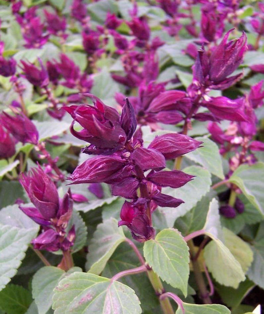 500 Bulk Salvia Seeds Vista Purple