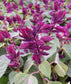 500 Bulk Salvia Seeds Vista Purple