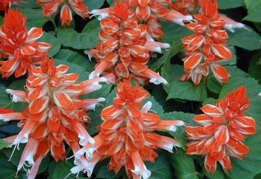 500 Bulk Salvia Seeds Vista Red & White