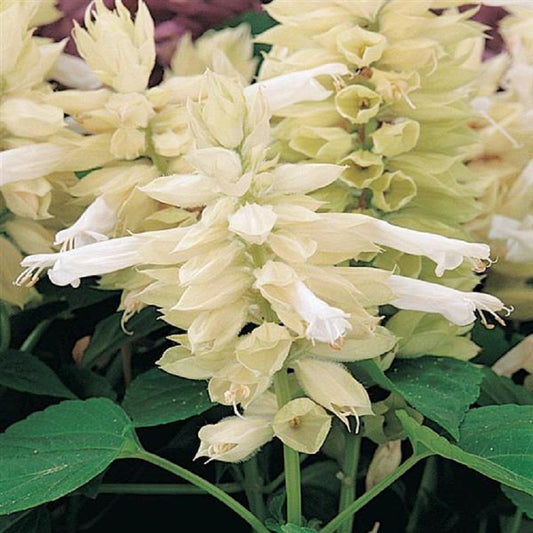 50 Salvia Seeds Vista White Spring Seeds
