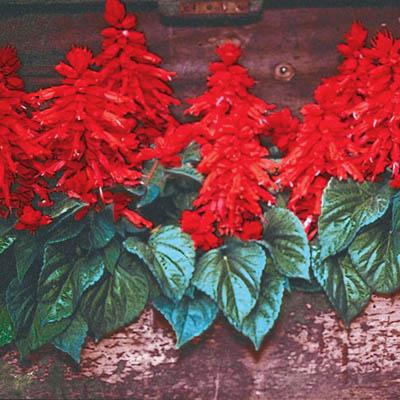 500 Bulk Salvia Seeds Vista Red