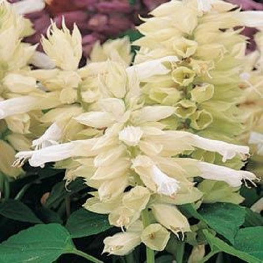 500 Bulk Salvia Seeds Vista White