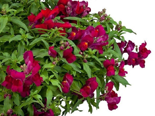 Trailing Snapdragon Seeds Candy Showers Deep Purple 15 Multi Pelleted Seeds