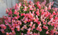 Trailing Snapdragon Seeds Candy Showers Pink 15 Multi Pelleted Seeds