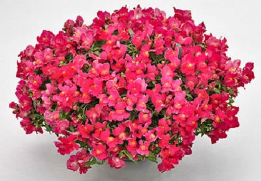 Trailing Snapdragon Seeds Candy Showers Rose 15 Multi Pelleted Seeds