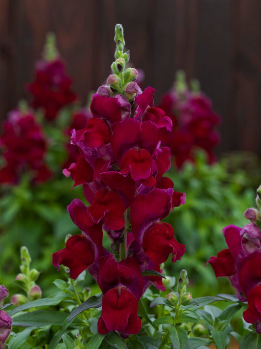 Flower Seeds Snapdragon Candy Tops Red 50 Pelleted Snapdragon Seeds