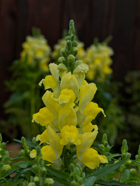 Snapdragon Seeds Snapdragon Candy Tops Yellow 25 thru 500 Pelleted Seeds Dwarf Snapdragon F1