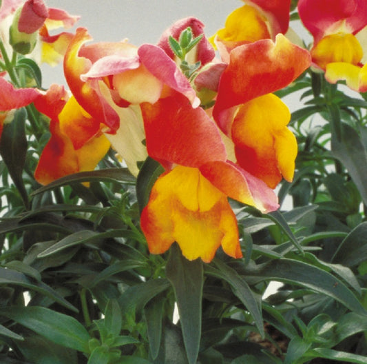 Snapdragon Seeds Floral Showers Apricot Bicolor 25 thru 250 seeds