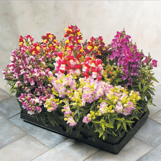 Snapdragon Seeds Floral Showers Bicolor Mix 100 Seeds
