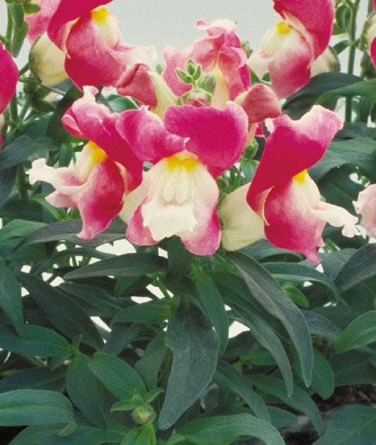 Snapdragon Seeds Floral Showers 25 thru 250 seeds Coral Bicolor
