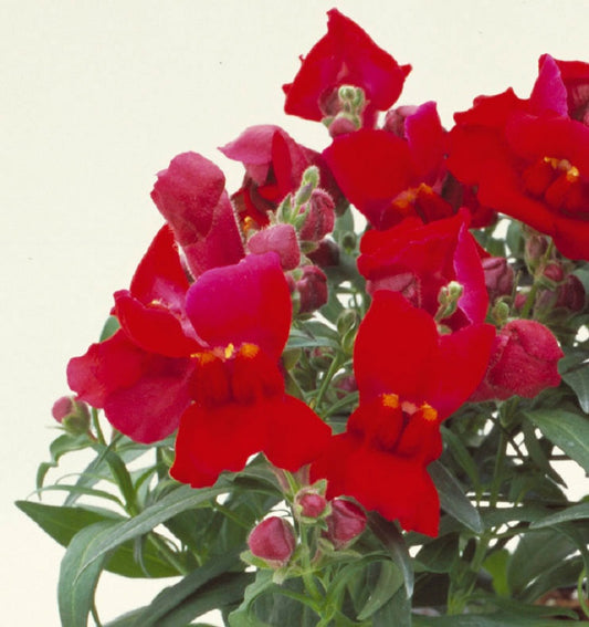 Snapdragon Seeds Floral Showers Crimson 25 thru 250 seeds
