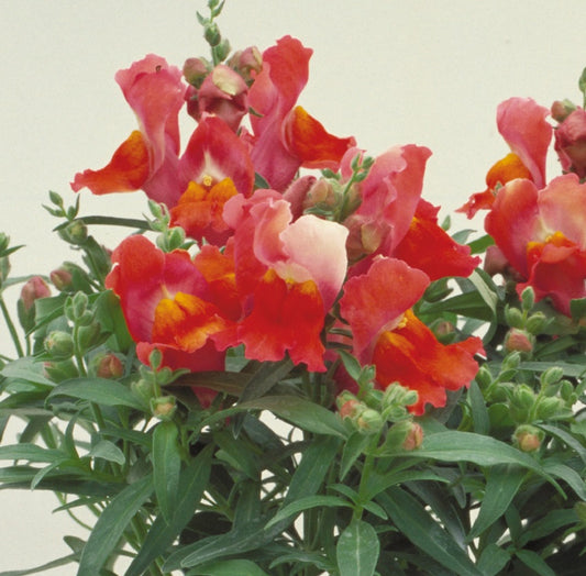 Snapdragon Seeds Floral Showers Deep Bronze 25 thru 250 seeds