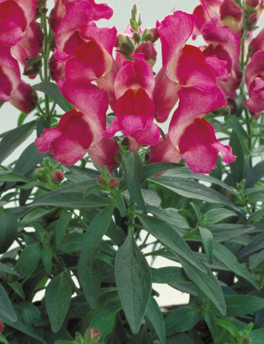 Snapdragon Seeds Floral Showers Fuchsia 25 thru 250 seeds