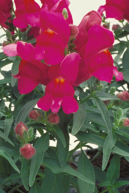 Snapdragon Seeds Floral Showers Lilac 25 thru 250 seeds
