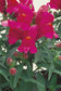 Snapdragon Seeds Floral Showers Lilac 100 Seeds