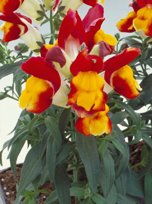 Snapdragon Seeds Floral Showers Red Yellow Bicolor 25 thru 250 seeds