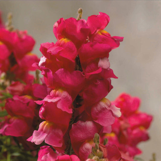 Snapdragon Seeds Floral Showers Rose 25 thru 250 seeds