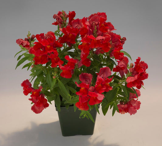 Snapdragon Seeds Floral Showers Scarlet 25 thru 250 seeds