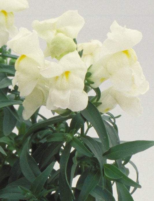 Snapdragon Seeds Floral Showers White 25 thru 250 seeds