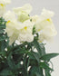 Snapdragon Seeds Floral Showers White 100 Flower Seeds