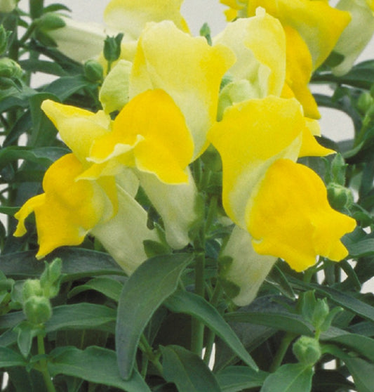 Snapdragon Seeds Floral Showers Yellow 25 thru 250 seeds