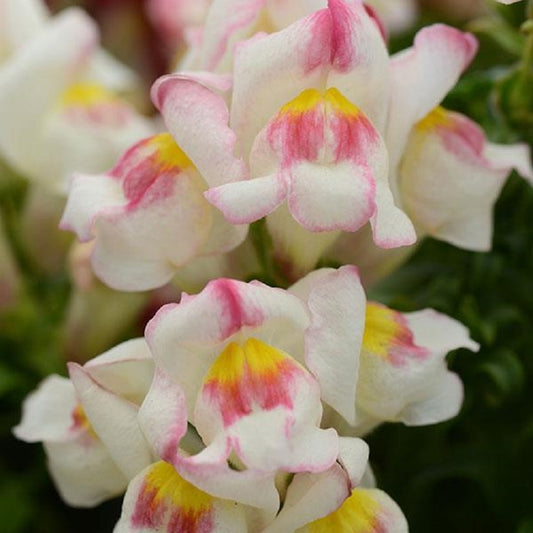 Snapdragon Seeds 50 Pelleted Seeds Snapdragon Snapshot Apple blossom