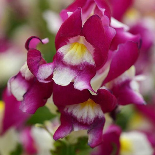 Snapdragon Seeds 50 Pelleted Seeds Snapdragon Snapshot Burgundy Bicolor