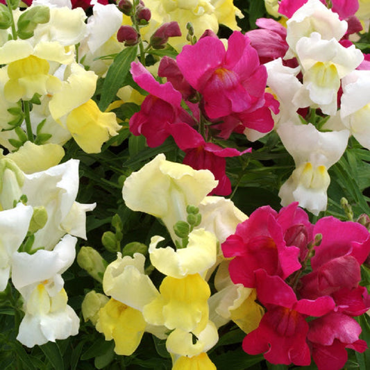 Snapdragon Seeds 25 thru 250 Pelleted Seeds Snapdragon Snapshot Mix