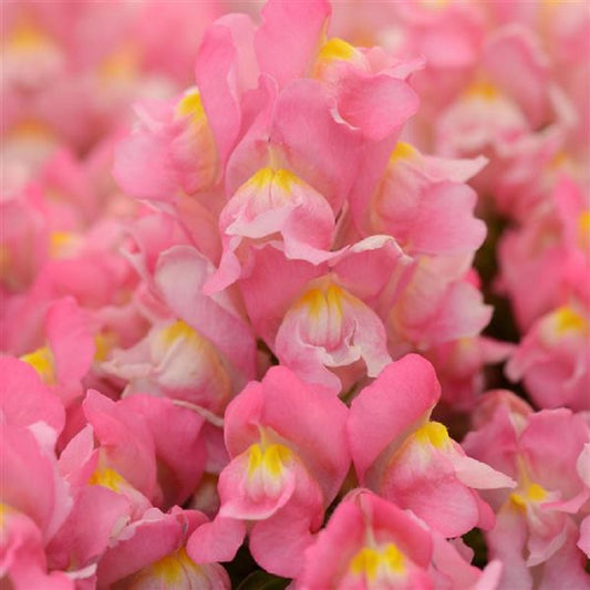 Snapdragon Seeds 25 thru 250 Pelleted Seeds Snapdragon Snapshot Pink