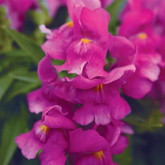 Snapdragon Seeds 25 thru 250 Pelleted Seeds Snapdragon Snapshot Purple
