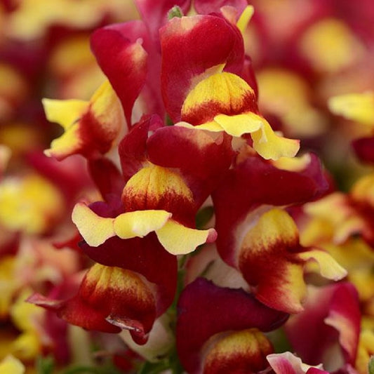 Snapdragon Seeds 50 Pelleted Seeds Snapdragon Snapshot Red Bicolor