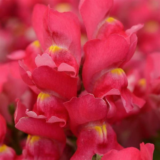 Bulk Snapdragon Seeds 25 thru 250 Pelleted Seeds Snapdragon Snapshot Rose