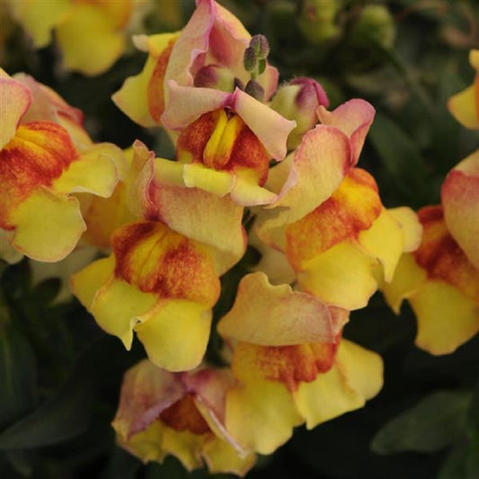 Snapdragon Seeds 50 Pelleted Seeds Snapdragon Snapshot Sunset