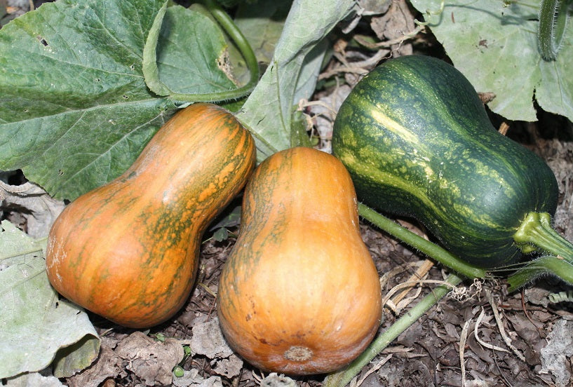 25 Honey Nut Squash Seeds Winter Squash
