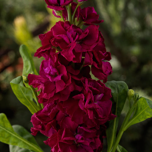 50 Stock Seeds Mime Red Annual Flower Seed