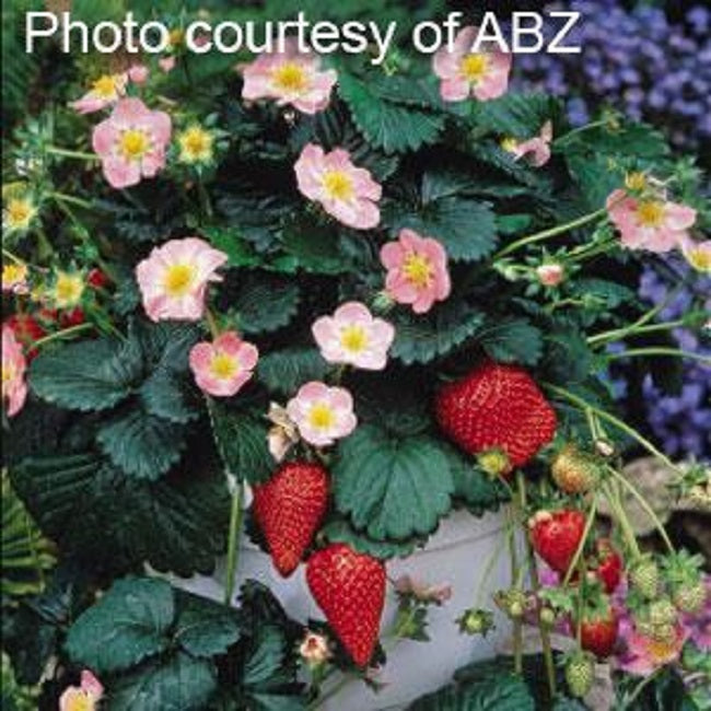 pink strawberry seeds 25 Seeds Strawberry Berries Basket® Rose Strawberry Seeds