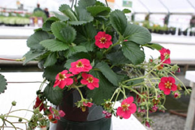 buried treasure strawberry seeds Ever Bearing Strawberry Seeds 25 Tristan Red Perennial Seeds – trailingpetunia.com
