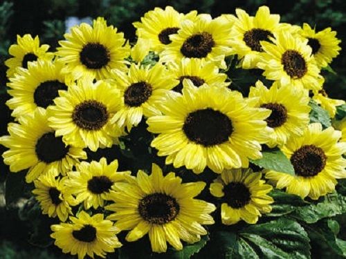 50 Seeds Sunflower Valentine Helianthus Seeds
