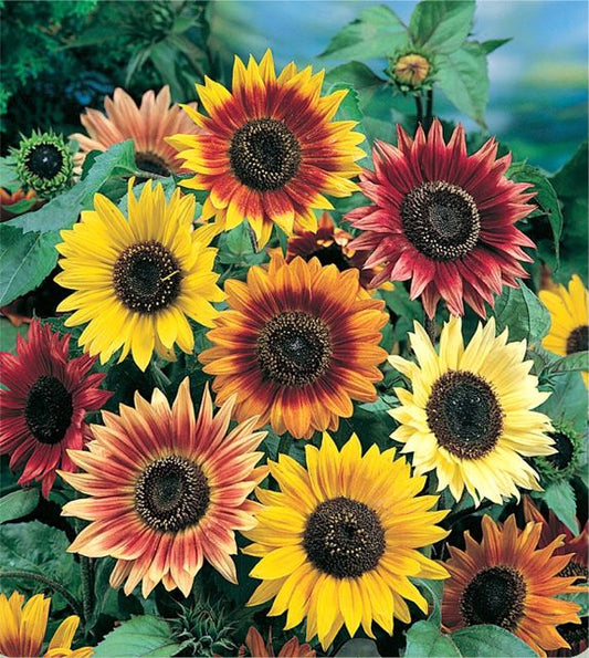 Helianthus Seeds Autumn Beauty Mix 100 Sunflower Seeds