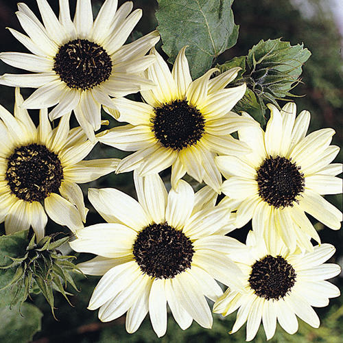 Helianthus Seeds Italian White Sunflower 25 Seeds